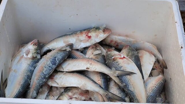 Fresh seafood, packed in ice in styrofoam boxes, is sold wholesale at the seafood market. taken in Myanmar. (ilishi fish, or hilsa fish)