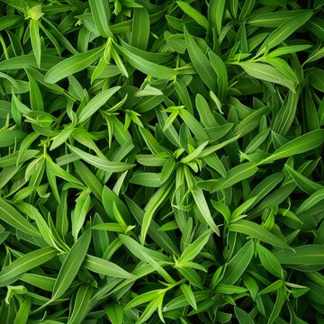 Tarragon texture background, estragon leaf banner, Artemisia dracunculus pattern, fresh herbal leaves