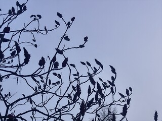 Spring time tree settled on early blue-yellish sky © QuadroA2-M.E.X. 