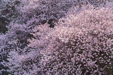 満開に咲き乱れるピンク色が濃い桜「春めき桜」（神奈川県南足柄市 / 一ノ堰ハラネ）