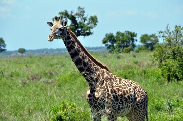 Mikumi Nationalpark Tansania © Jutta Adam