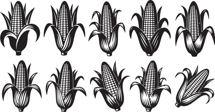 Illustration of various corn on the cob black and white