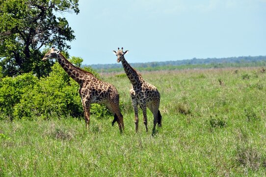 Mikumi Nationalpark Tansania
