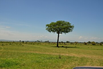 Mikumi Nationalpark Tansania © Jutta Adam