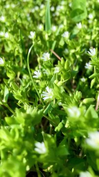 Foliage leaves in green tones with tiny white flowers, soft background texture pattern for spring nature branding, web banners, packaging, eco ads, botanical design.