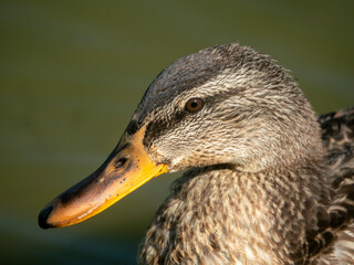 Fototapeta premium Mallard duck wildlife closeup portrait
