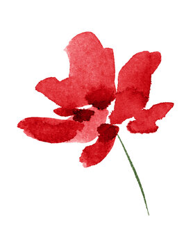 A spring red flower, hand drawn. Aquarelle silhouette of a flower brush. Ink drawing of wild plants, herbs or flowers, monochrome botanical illustration. Carnation, daisy, cornflower.