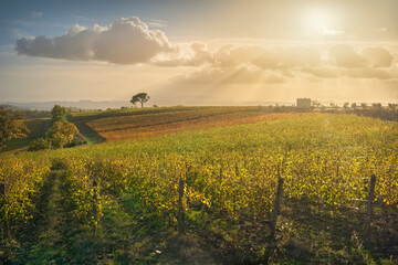 Autumn Sunset over Chianti Vineyards with Lone Pine Tree