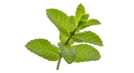 Isolated spearmint sprig, a fresh herb with natural green leaves and distinctive flavor and scent.