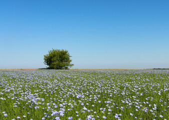 Naklejka premium Lonely green tree against the backdrop of an endless field of blooming blue flax