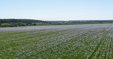 Naklejka premium Wide field with blue flax flowers against nature backdrop