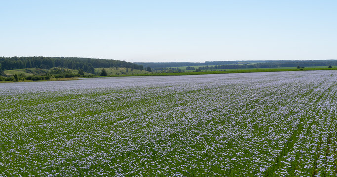 Wide field with blue flax flowers against nature backdrop