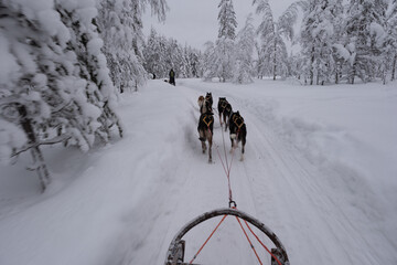 Experience thrilling husky sledding adventure in snowy Akaslompolo, Lapland Finland © Fokke Baarssen