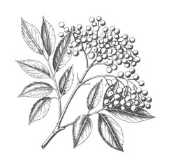 Black and white botanical of elderberry branch with leaves and berries