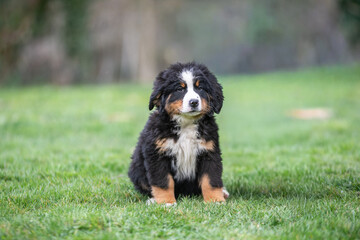 Portrait d'un jeune chiot bouvier bernois dans l'herbe, photo canin