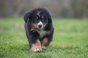 Fototapeta premium Portrait d'un jeune chiot bouvier bernois dans l'herbe, photo canin