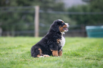 Portrait d'un jeune chiot bouvier bernois dans l'herbe, photo canin