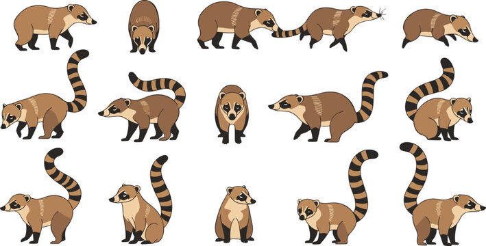 Cute Coati Character Collection with Different Poses Including Walking, Sitting, Standing and Exploring Cartoon Jungle Animal Vector Illustration Set.