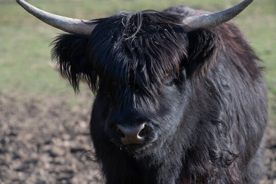 A Scottish Highland cow looks into the camera. The animal is black. Its coat is long.
