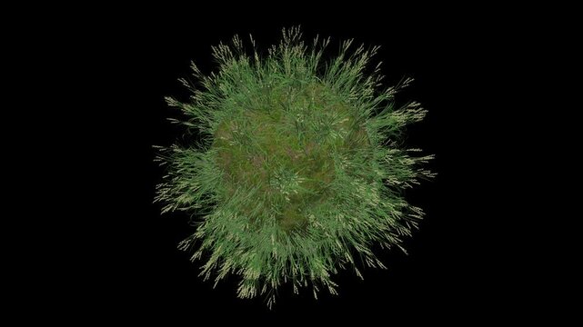 Soft Brome Grass Sphere
