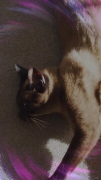 Vertical video: Cat lying on sunlit patch, magenta swirl appearing sweeping torso, for marketing