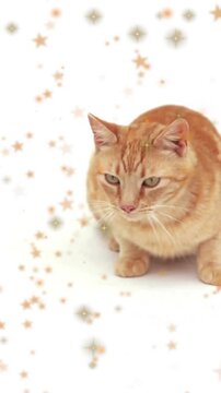 Vertical video: Camera rolling, tabby cat scanning and flicking tail, white set, star overlay, ads