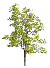Obraz premium Single large tree with dense leaves and strong branches. Transparent background