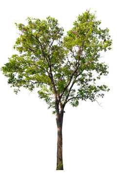 A high-quality PNG of a large, lush green tree with a broad canopy and detailed trunk