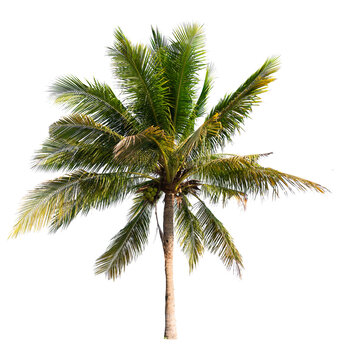 Single Tall Palm Tree Cut-out for Summer Designs, PNG transparent background 