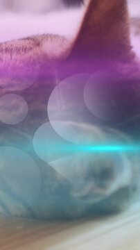 Vertical video: Tabby cat lying on cushion, overlays shifting and revealing stripes for designers