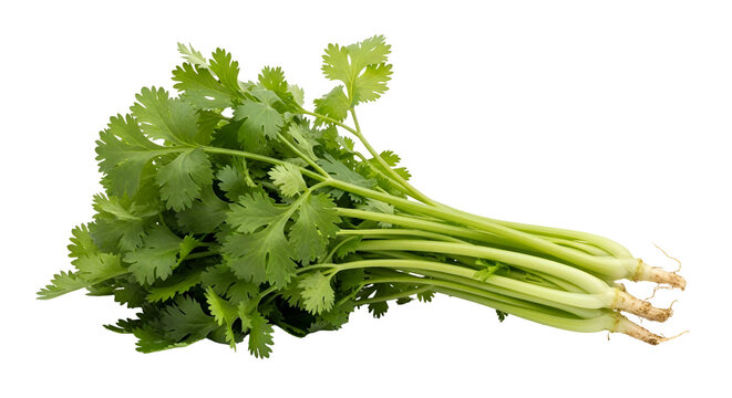 Fresh bunch of green coriander leaves.