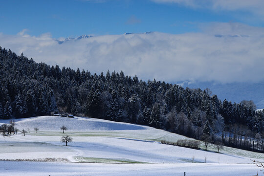 Verschneiter Nadelwald &uuml;ber einem dichten Nebelmeer unter klarem blauem Himmel, winterliche Berglandschaft mit Tannenwald im kalten Morgenlicht, ruhige Naturkulisse mit Gipfel &uuml;ber den Wolken und fros
