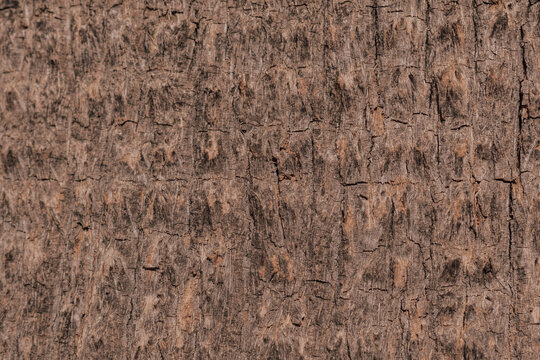 Natural texture of palm tree bark close-up. Rough wooden fiber pattern in brown and beige tones.