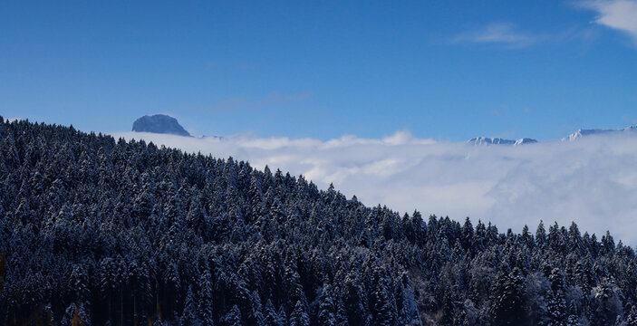 Verschneiter Nadelwald &uuml;ber einem dichten Nebelmeer unter klarem blauem Himmel, winterliche Berglandschaft mit Tannenwald im kalten Morgenlicht, ruhige Naturkulisse mit Gipfel &uuml;ber den Wolken und fros