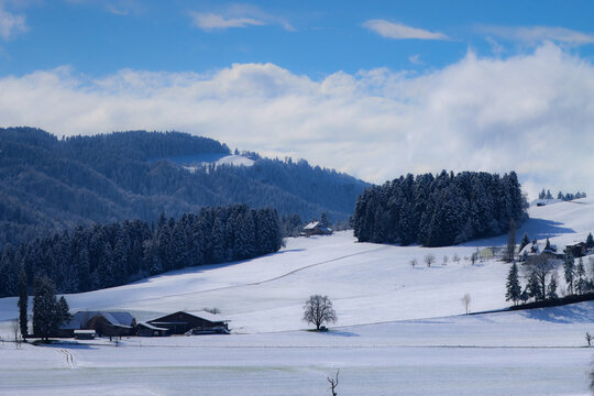 Verschneiter Nadelwald &uuml;ber einem dichten Nebelmeer unter klarem blauem Himmel, winterliche Berglandschaft mit Tannenwald im kalten Morgenlicht, ruhige Naturkulisse mit Gipfel &uuml;ber den Wolken und fros