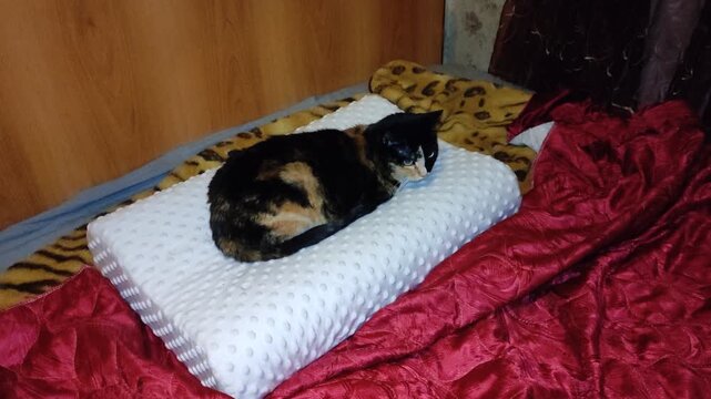 Tortoiseshell cat lying on flat pillow on bed