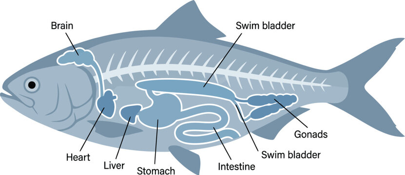 Educational diagram showing the internal anatomy of a fish with labeled organs including brain heart liver stomach intestine swim bladder and gonads for biology.