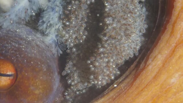 mother octopus with eggs underwater ocean scenery behaviour
