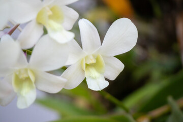 Obraz premium Beautiful Orchid flower blooming in garden floral background