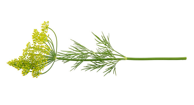 Dill flower and stem closeup view.