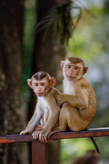 Two young monkeys are sitting on a railing at Monkey Hill in Phuket (Thailand) © André Suter