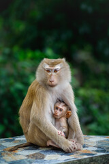 A mother monkey feeds her baby breast milk