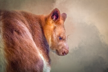 Matschie tree kangaroo profile portrait with artistic texture and warm tones © Ralph Lear