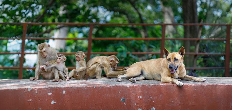A group of monkeys and a dog grooming each other