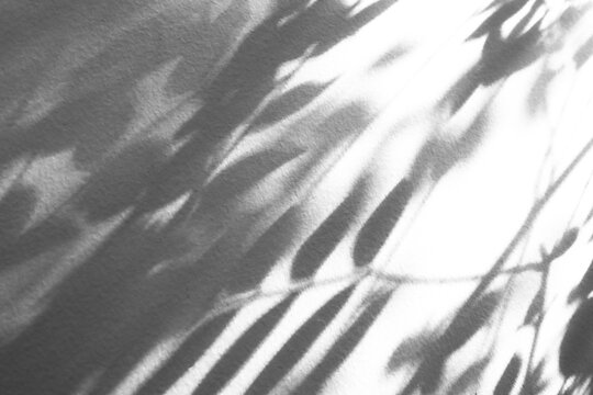 Abstract natural tree branch leaves shadow on white wall background