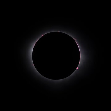 Solar prominences (often called protuberances) appearing as pink or red flame-like gaseous structures during a total solar eclipse