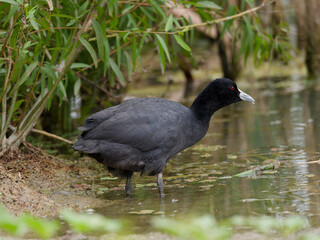 Australian Coot, Eurasian Coot, or Common Coot (Fulica atra) wading in shallow water of wetland environment.