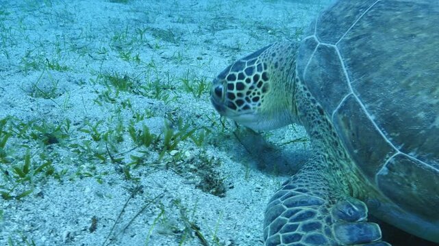turtle swimming  underwater. green sea turtle (Chelonia mydas) swimming and feeding ocean grass scenery  with animal eating
