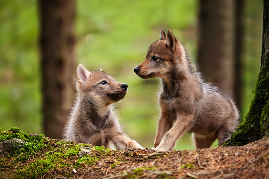 Zwei junge W&ouml;lfe beim spielen im Wald . 