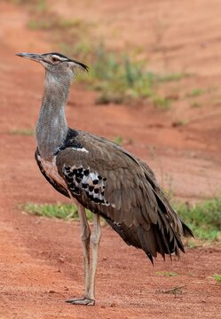 Kori Bustard side view standing on a dirt road at the Tsavo East National park in Kenya